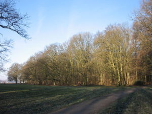 kralingse bos rotterdam